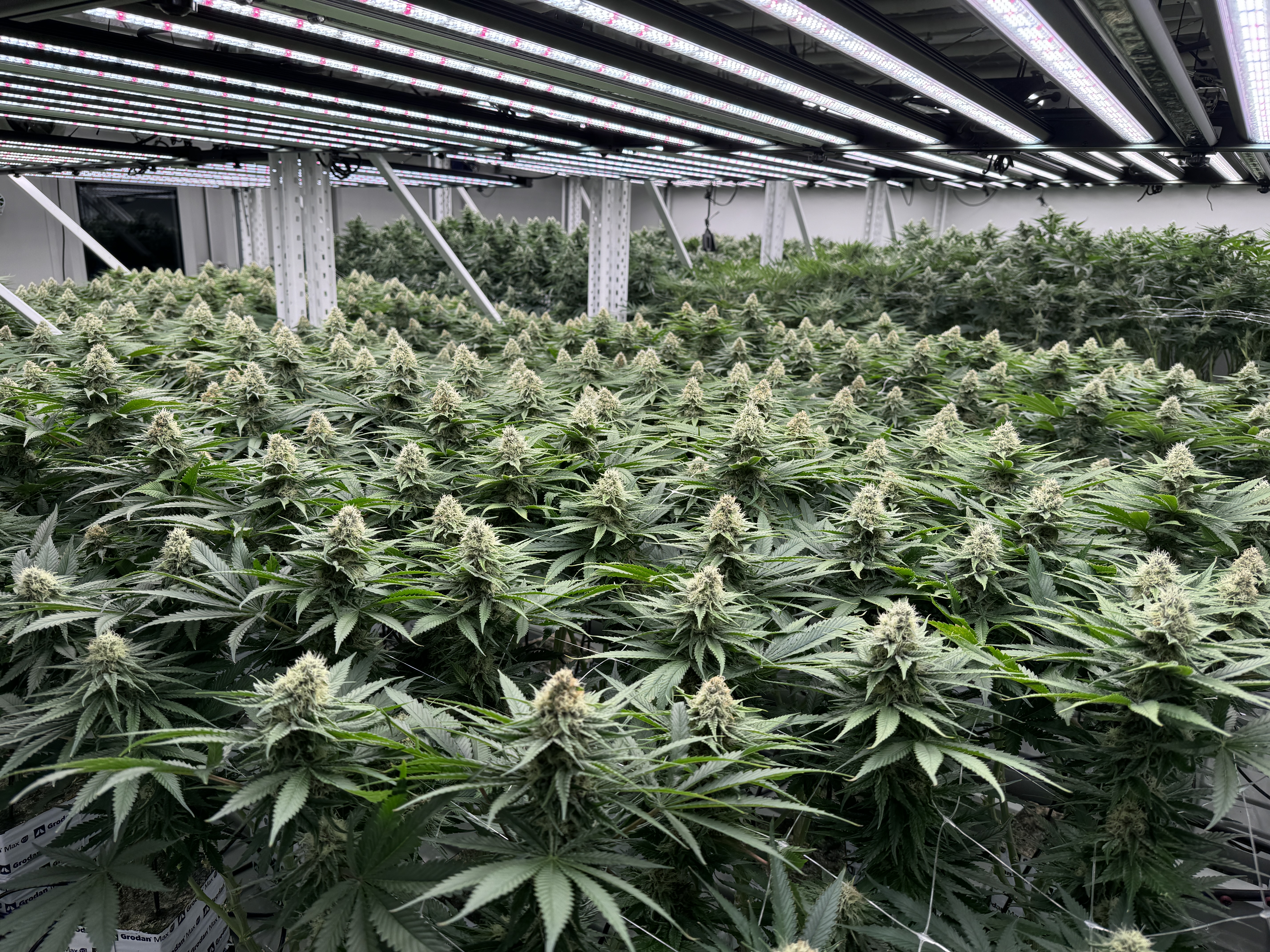 Evergreen Medica production scale canopy