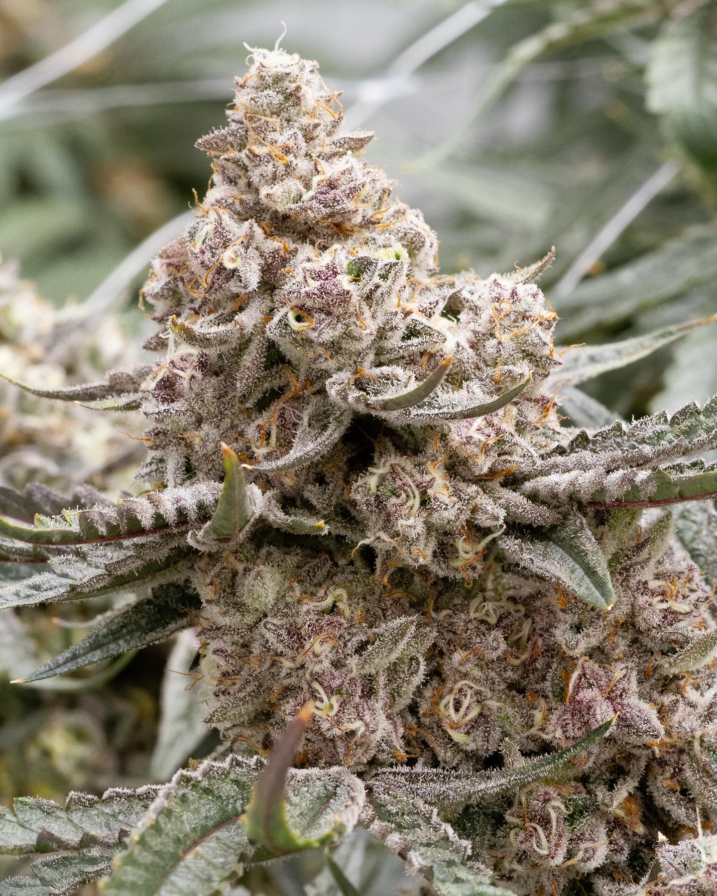 Premium cannabis genetics