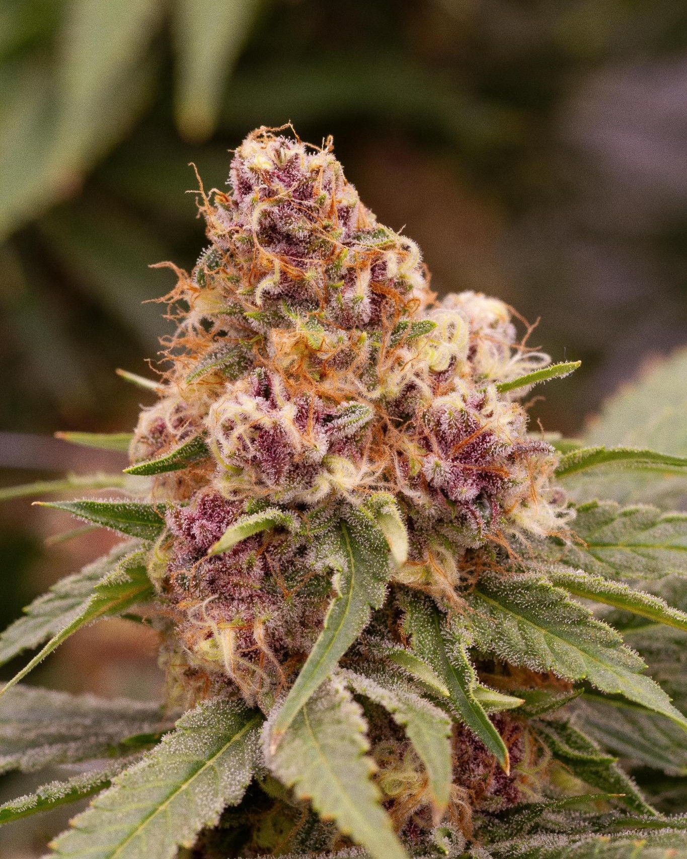 Proprietary cannabis cultivar