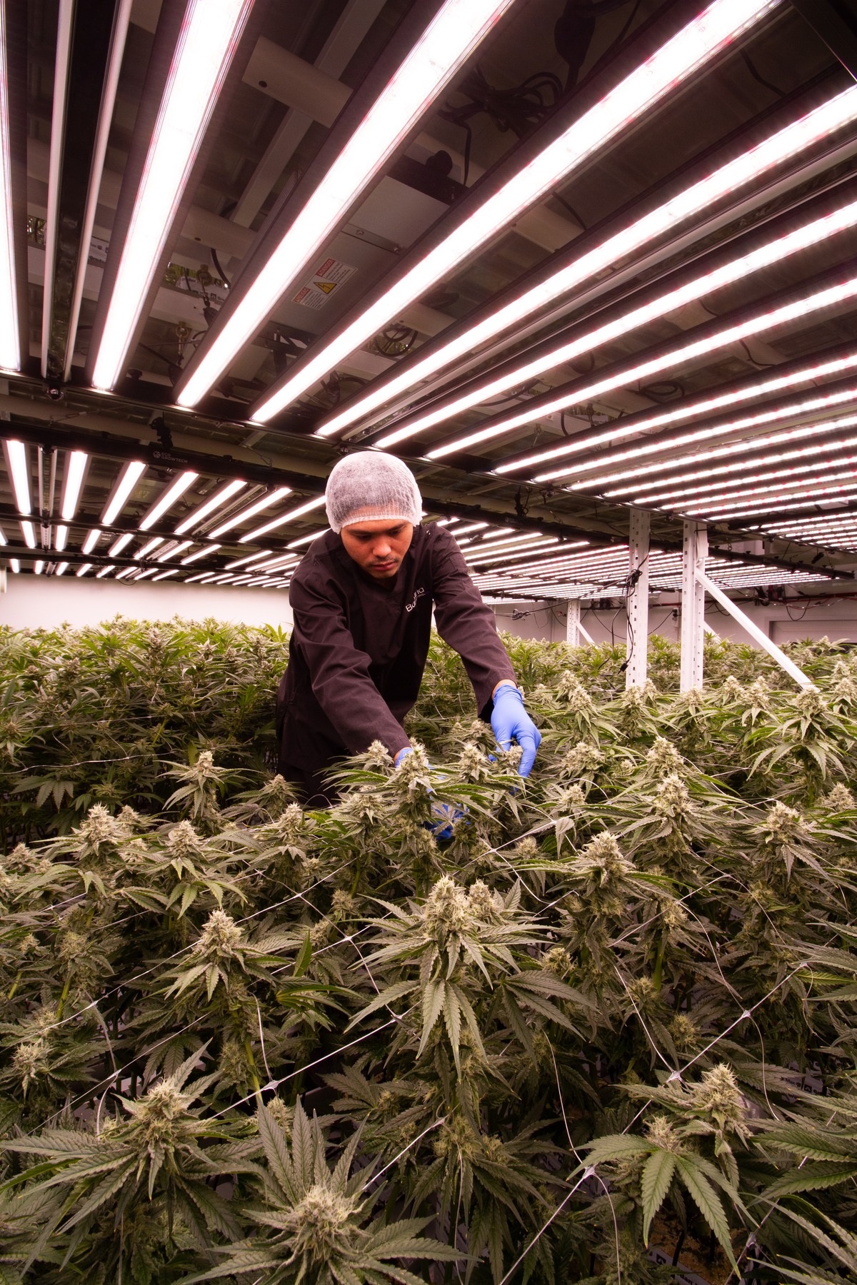 Evergreen Medica cultivation facility operations